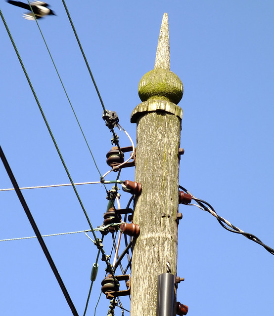 conduct regular maintenance and inspection of shackle insulators