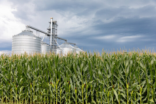 feedstocks for biofuel generation